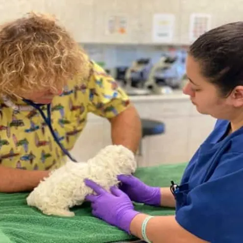 Dr. Mikel’s performing a physical examination on this cute ball of fur.